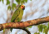 Turquoise-fronted Parrotborder=